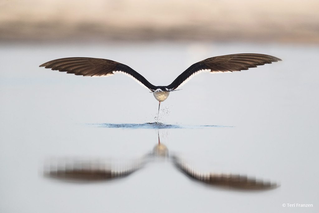 Today’s Photo Of The Day is “Skimming Away” by Teri Franzen. Location: Nickerson Beach in Long Beach, NY.