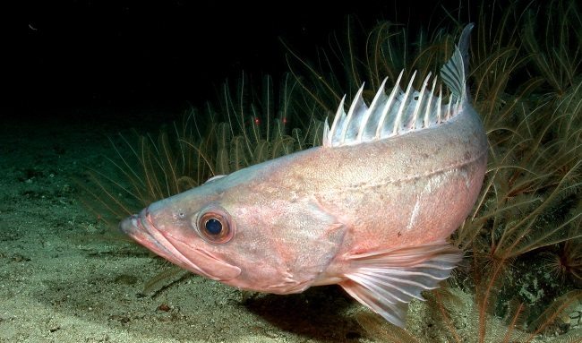 Protected Waters Foster Resurgence of West Coast Rockfish 