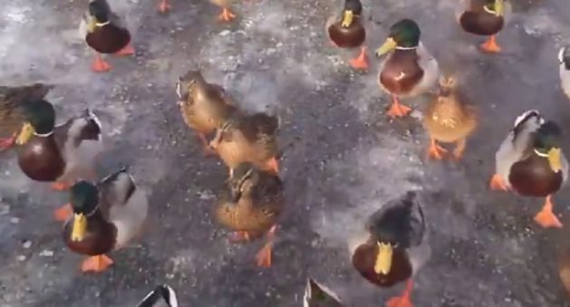 duck lord