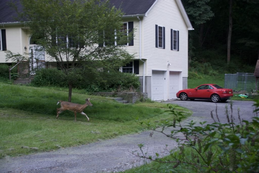 Hunting Suburban Deer - By Tom Keer