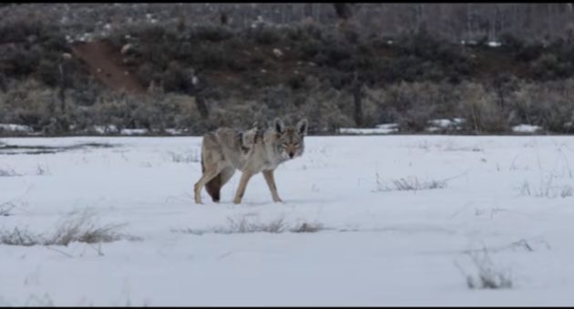 Wind River Film