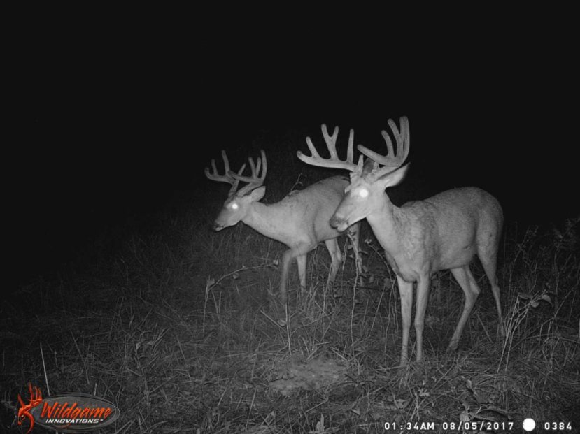 monster meal deer trail camera bucks