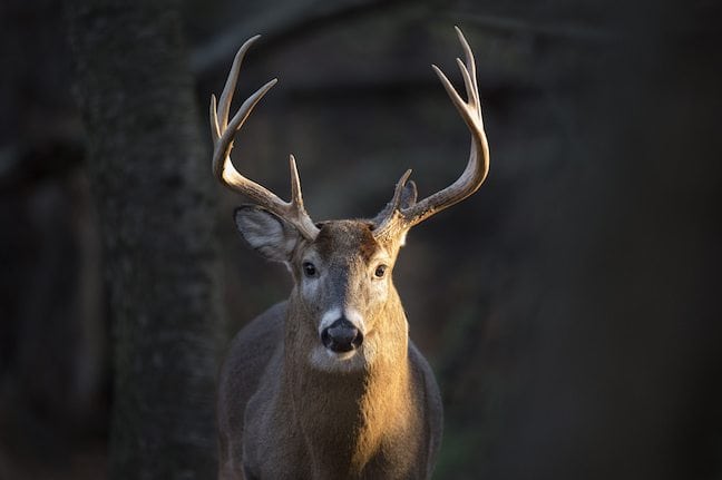 Louisiana deer