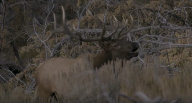 These Guys Took 2 Kids With Serious Illnesses On An Elk Hunt Of A Lifetime In Idaho