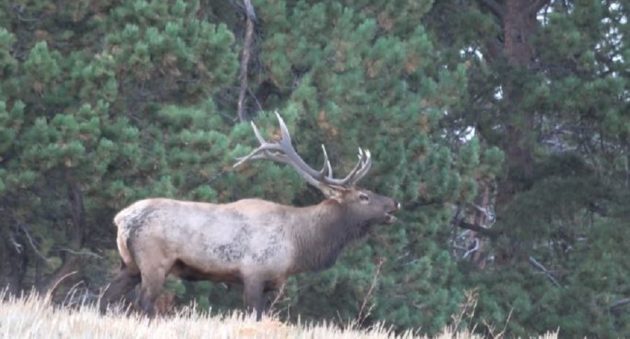 bull elk bugling