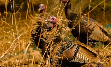 Virginia’s Fall Turkey Hunting Outlook