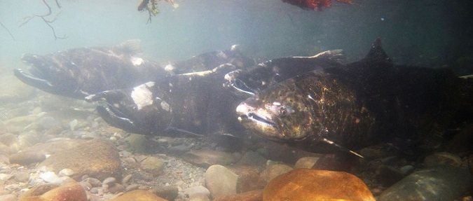 A new NOAA Fisheries program monitors salmon habitat in Puget Sound