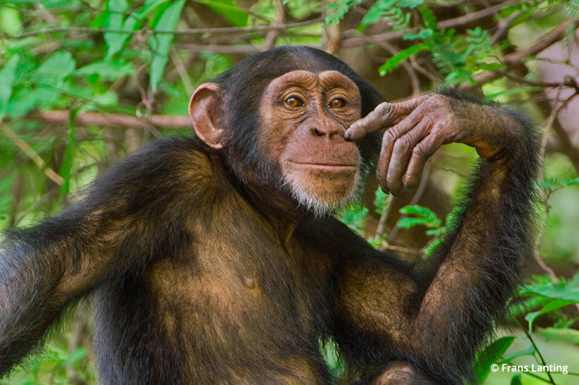 Into Africa: chimpanzee in Senegal