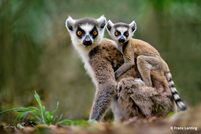 Into Africa: ring-tailed lemur in Madagascar