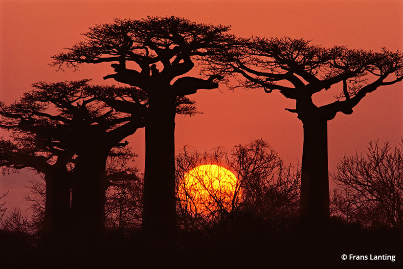 Into Africa: baobabs in Madagascar