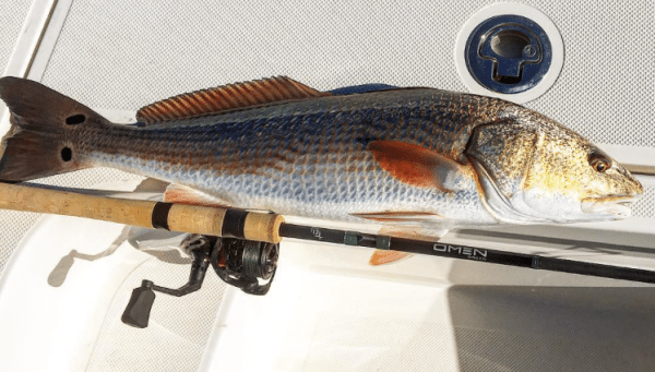 Patterns for Early Winter Redfish