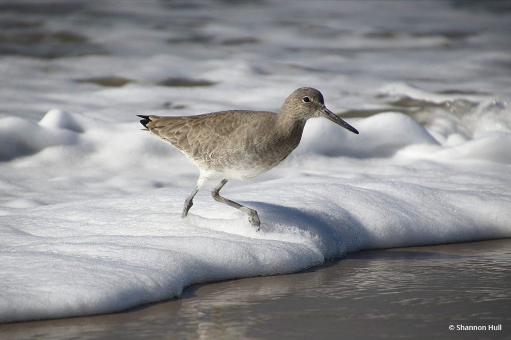 Today’s Photo Of The Day is “Sandpiper Surf” by Shannon Hull. Location: San Diego, California. 
