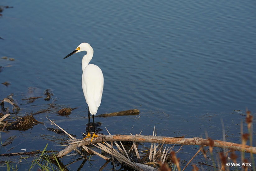 Great egret taken with the Sony a9