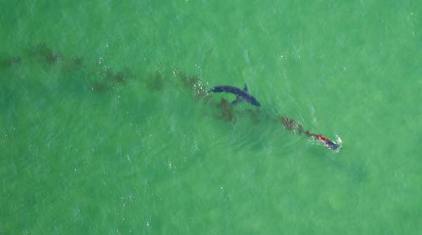 Spotting Sharks From The Air