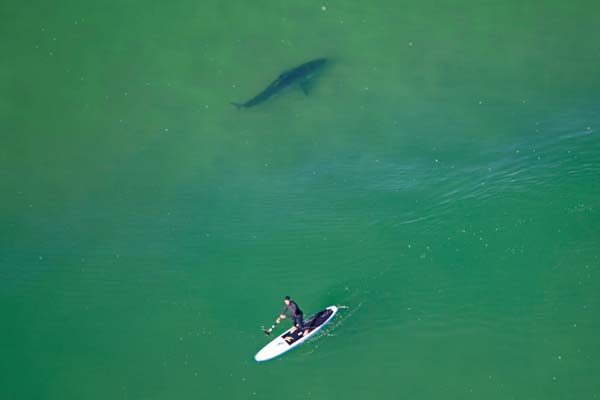 Spotting Sharks From The Air