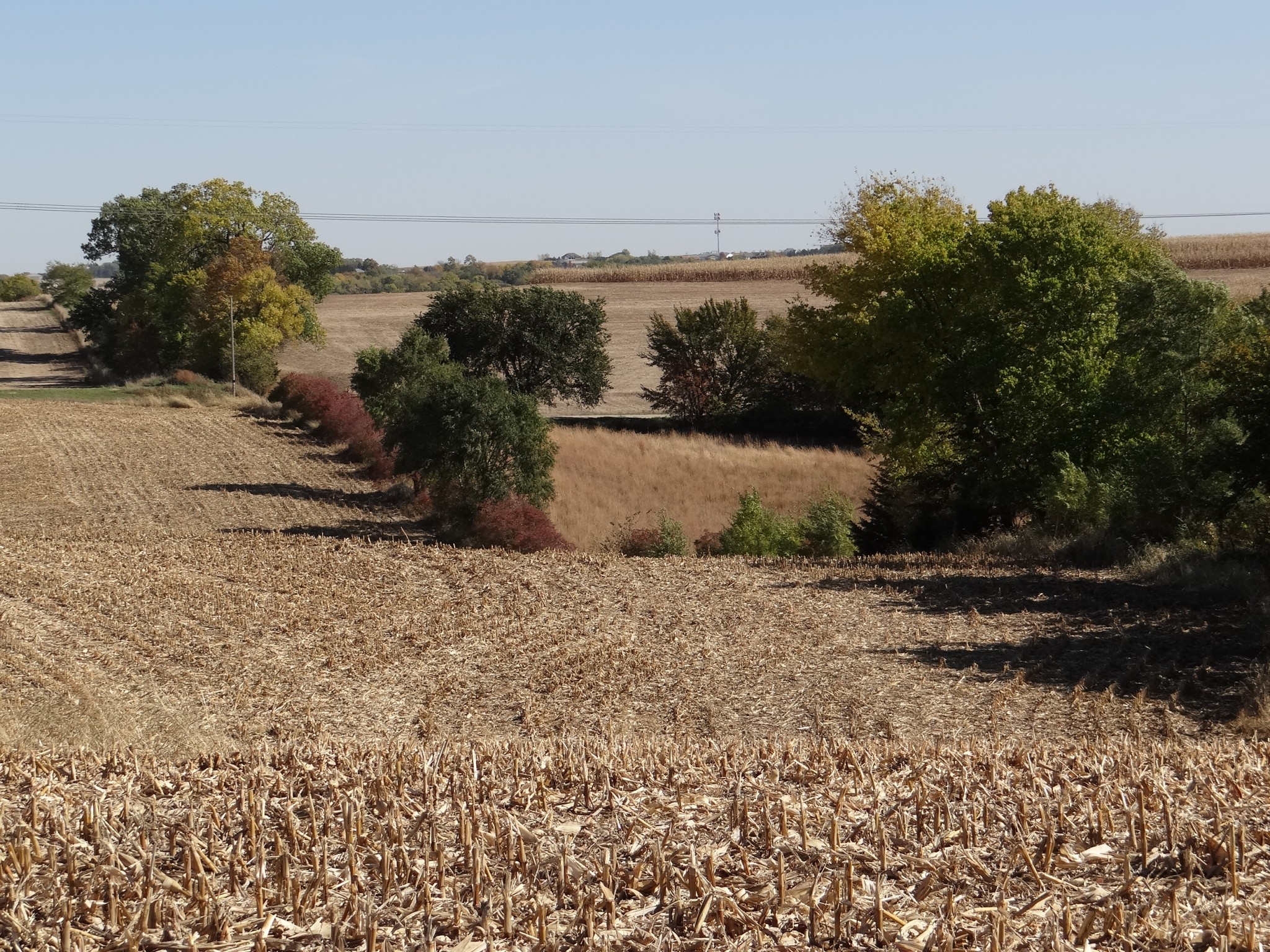 An example of good bobwhite quail habitat on our southeastern Nebraska family farm. Photo by Greg Wagner/Nebraska Game and Parks Commission.