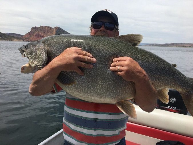 Utah Record Trout Landed At 57 Pounds, Four Pounds Past The Record