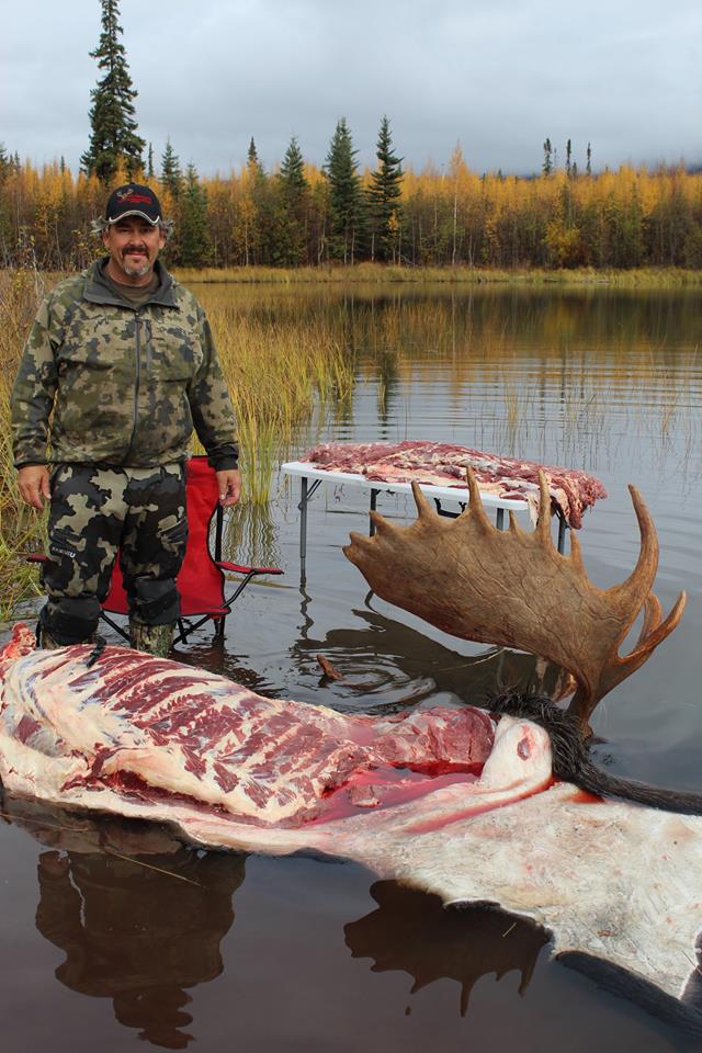 Yukon bull moose