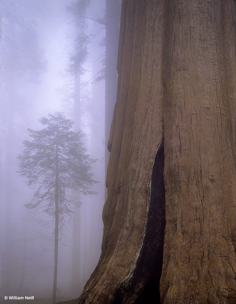 William Neill, Sequoia National Park
