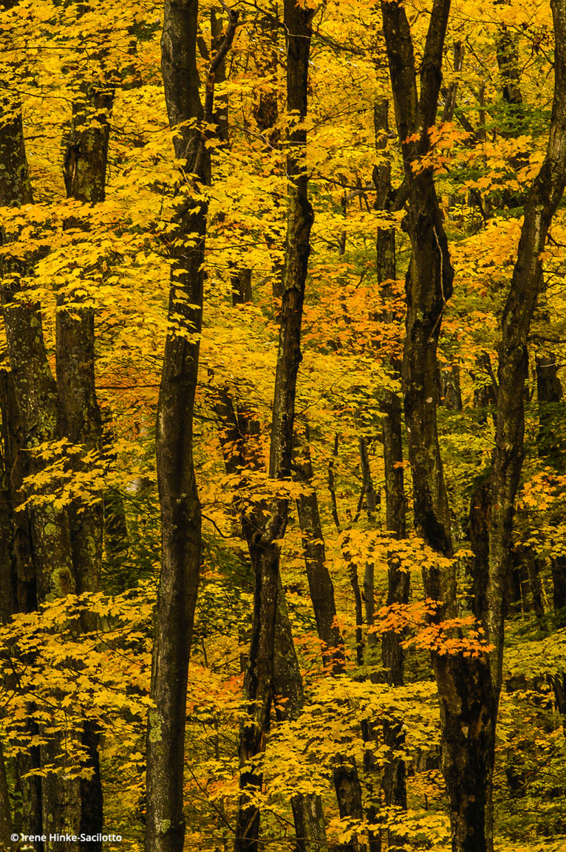Fall color in West Virginia: Canaan Valley