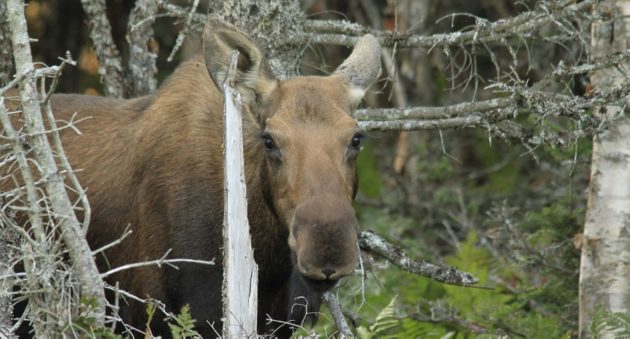 moose poaching