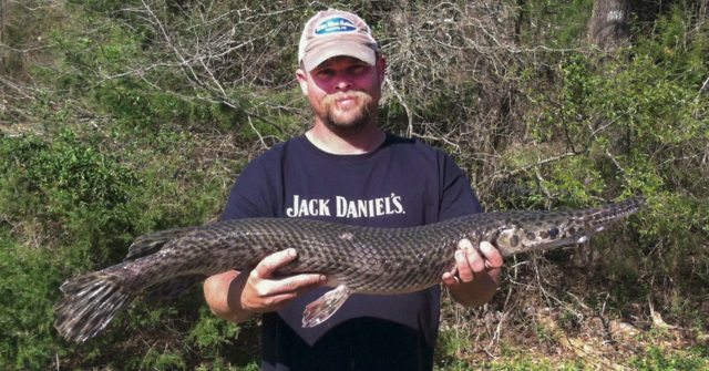 Bowfisherman Catches Arkansas Record Spotted Gar