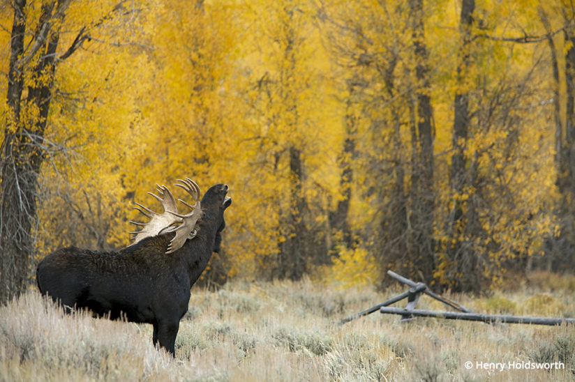 Grand Teton fall color, bull moose