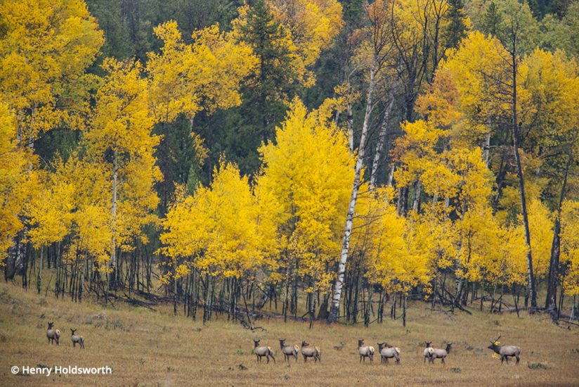 Grand Teton fall color, bull elk and aspen