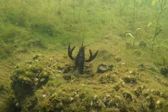 How Crayfish Escape from Hungry Bass