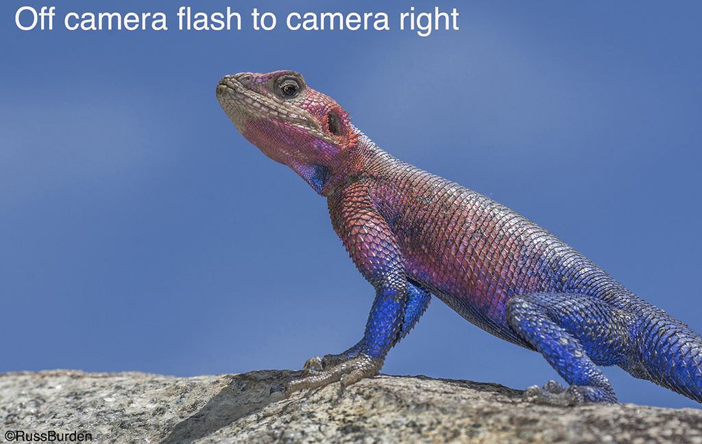 Off-Camera Flash 