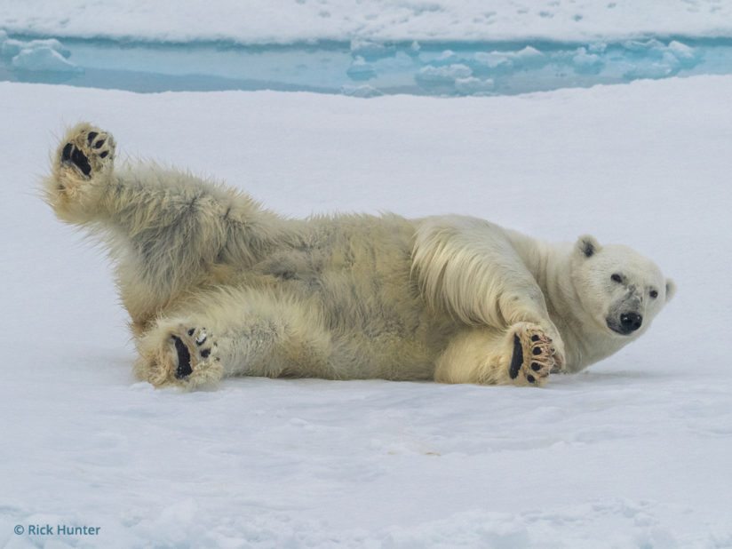 Polar bear, Olympus OM-D, photo by Rick Hunter