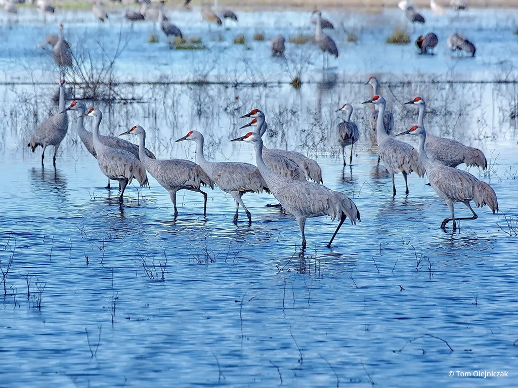 Today’s Photo Of The Day is “Wading Sandhill Cranes” by Tom Olejniczak. Location: Merced National Wildlife Refuge, California.