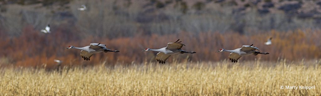 Congratulations to Marty Knippel for winning the recent Pleasing Panoramas Assignment with the image, “Bosque Crane Pano.”