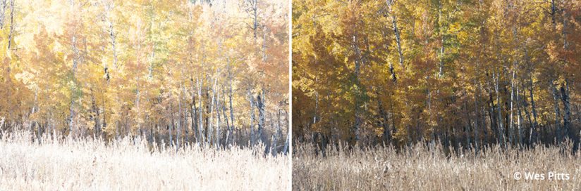 Processing for neutral fall color