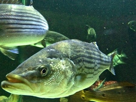 Striped bass reproduction in Bay a bit above average, surveys show