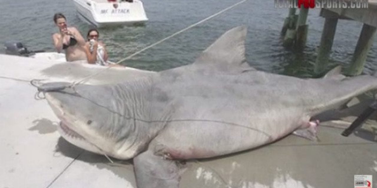 9 Of The Biggest Sharks Ever Caught Outdoor Enthusiast Lifestyle Magazine