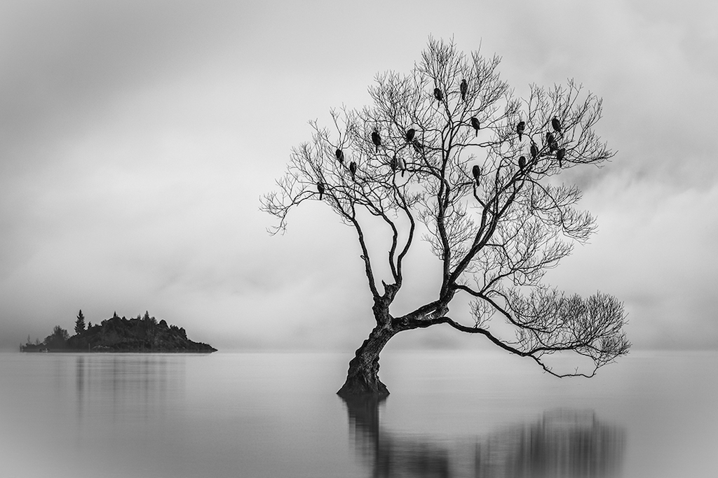 Behind The Shot: Birds Of Lake Wanaka, South Island, New Zealand
