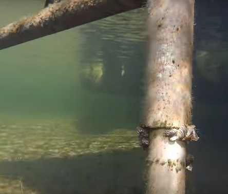Engbretson Underwater Photography - Where to Look on Your Boat Dock for Zebra Mussels