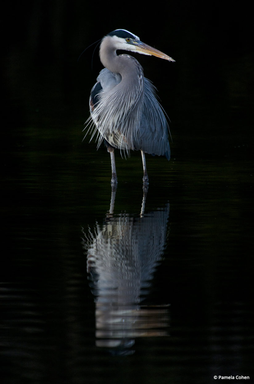 low key light heron