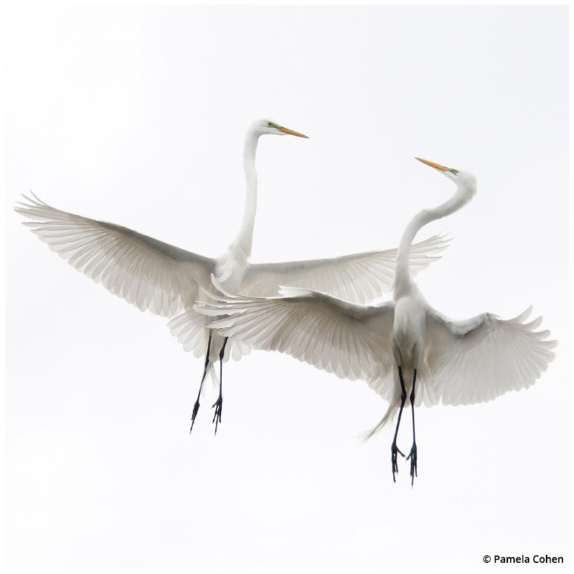 high key light egrets