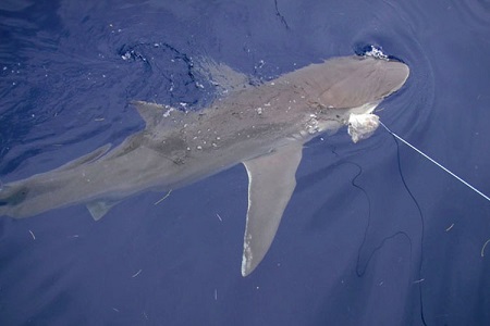 New Requirements for Recreational Shark Fishing