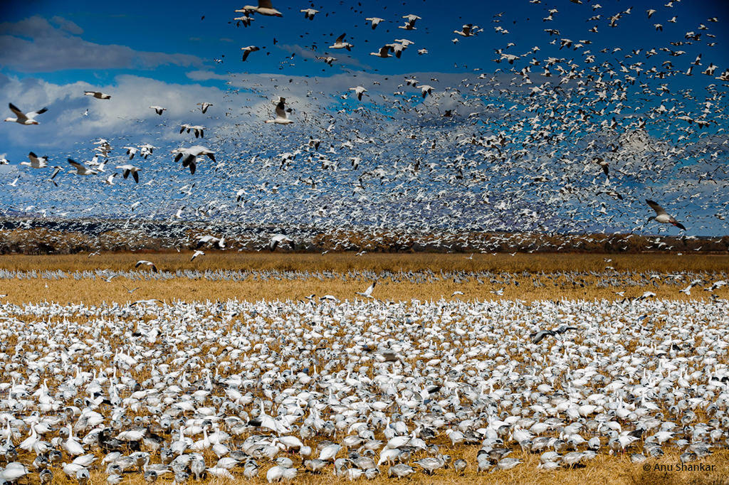Today’s Photo Of The Day is “Amass” by Anu Shankar. Location: Bosque Del Apache, New Mexico. 