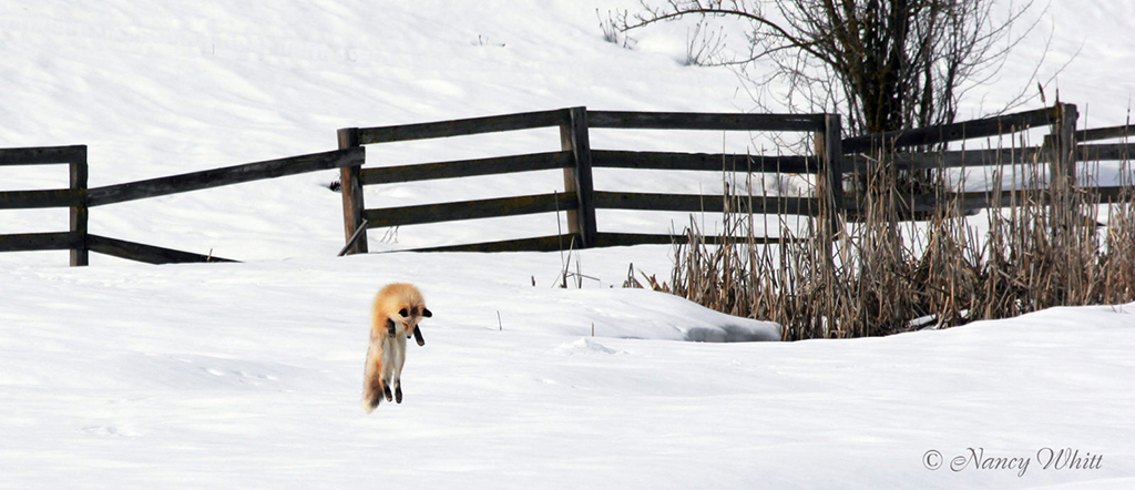 Today’s Photo Of The Day is “Red Fox Hunting Voles” by Nancy Whitt. Location: Idaho. 