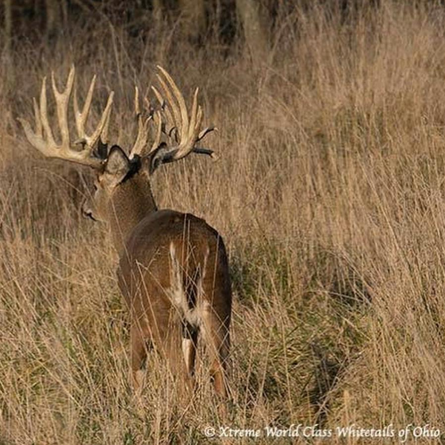 Ohio Buck