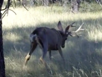Video: Deer with Chronic Wasting Disease