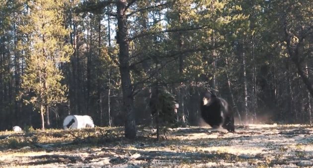 You've Never Seen A Black Bear Fight Like This One In Saskatchewan