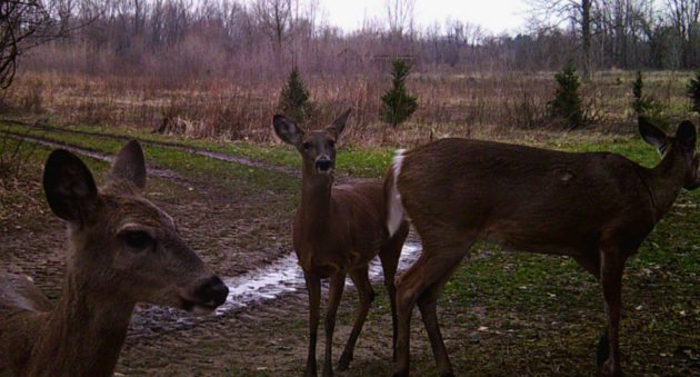 ann arbor deer