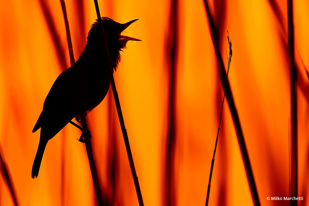 Congratulations to Milko Marchetti for winning the recent Backlight And Silhouettes Assignment with the image, “Great reed warbler.”