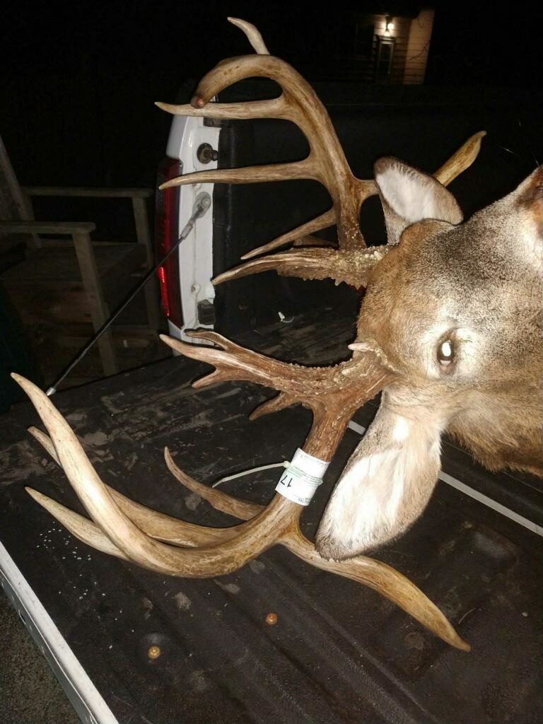 Illinois Buck