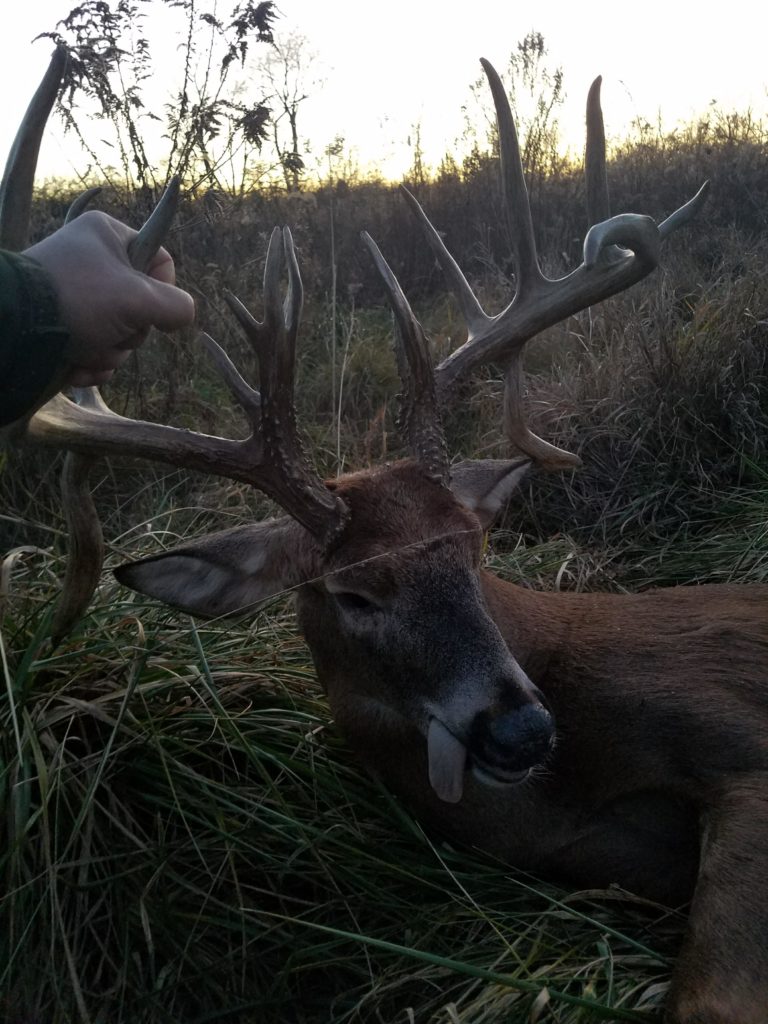 Illinois Buck